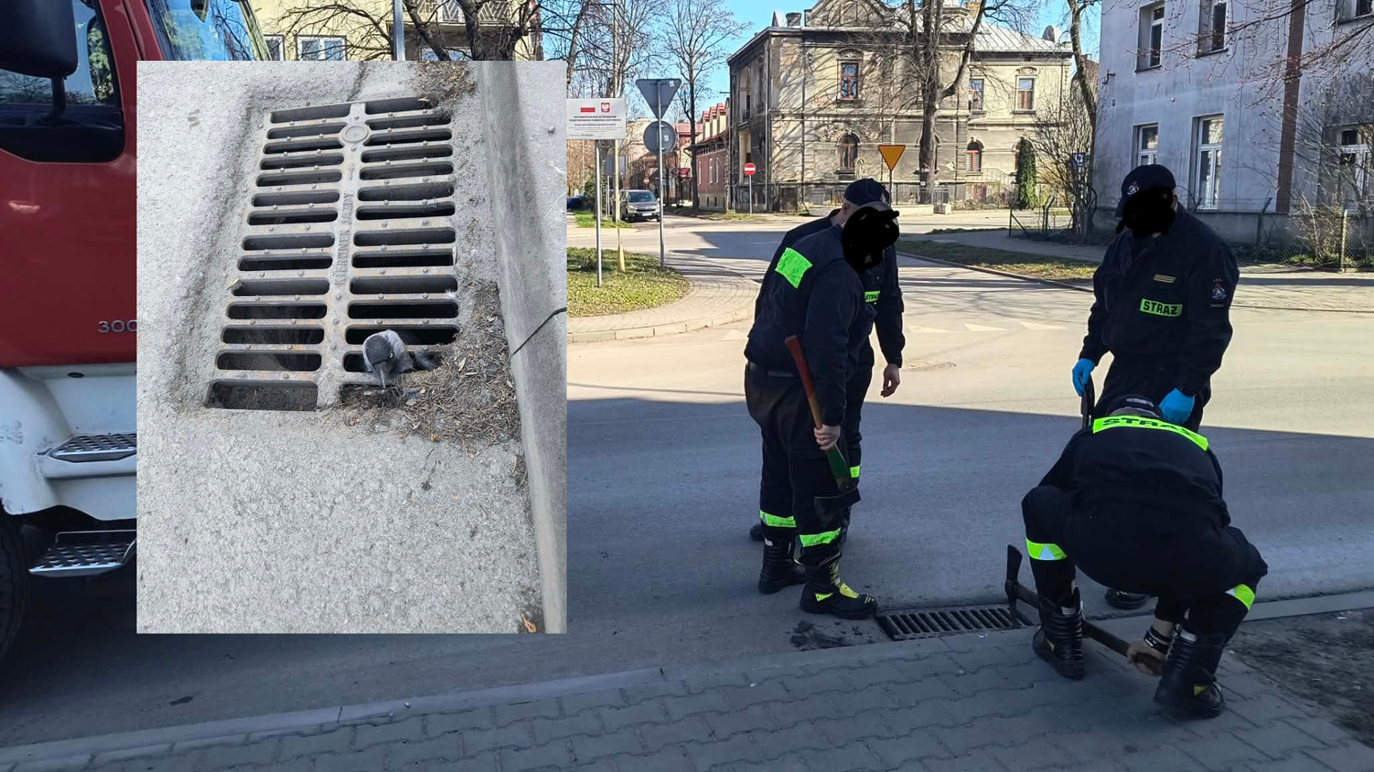 Strażacy uratowali ptaka uwięzionego w kratce ściekowej w Tarnowie