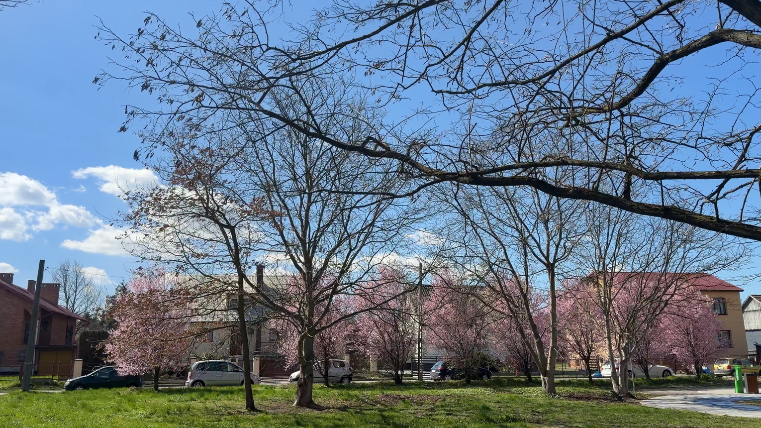 Tarnów walczy z „betonozą”. Miasto zdiagnozuje i wyeliminuje wyspy ciepła