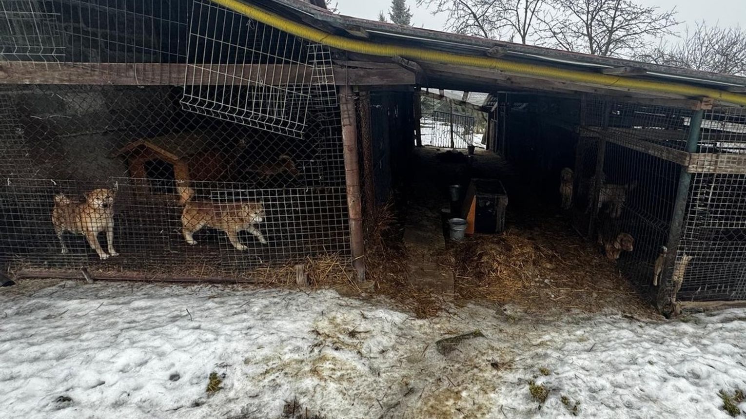 Wieliccy policjanci ujawnili nieprawidłowości w opiece nad zwierzętami