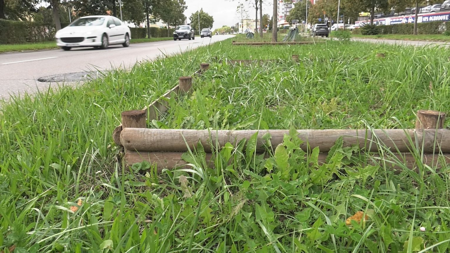 Zamiast zieleni – sprawa w sądzie. Wykonawca nie chce sadzić drzew przy Słonecznej