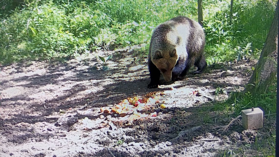 W podtarnowskich lasach pojawił się niedźwiedź brunatny