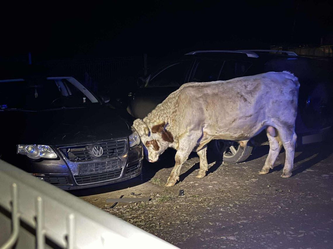 Agresywne byki staranowały samochody w Małopolsce, poturbowały właściciela