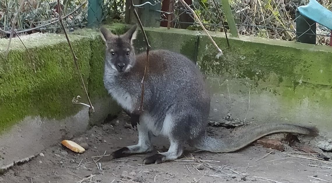 [AKTUALIZACJA] Odnalazł się poszukiwany kangur ze Sterkowca