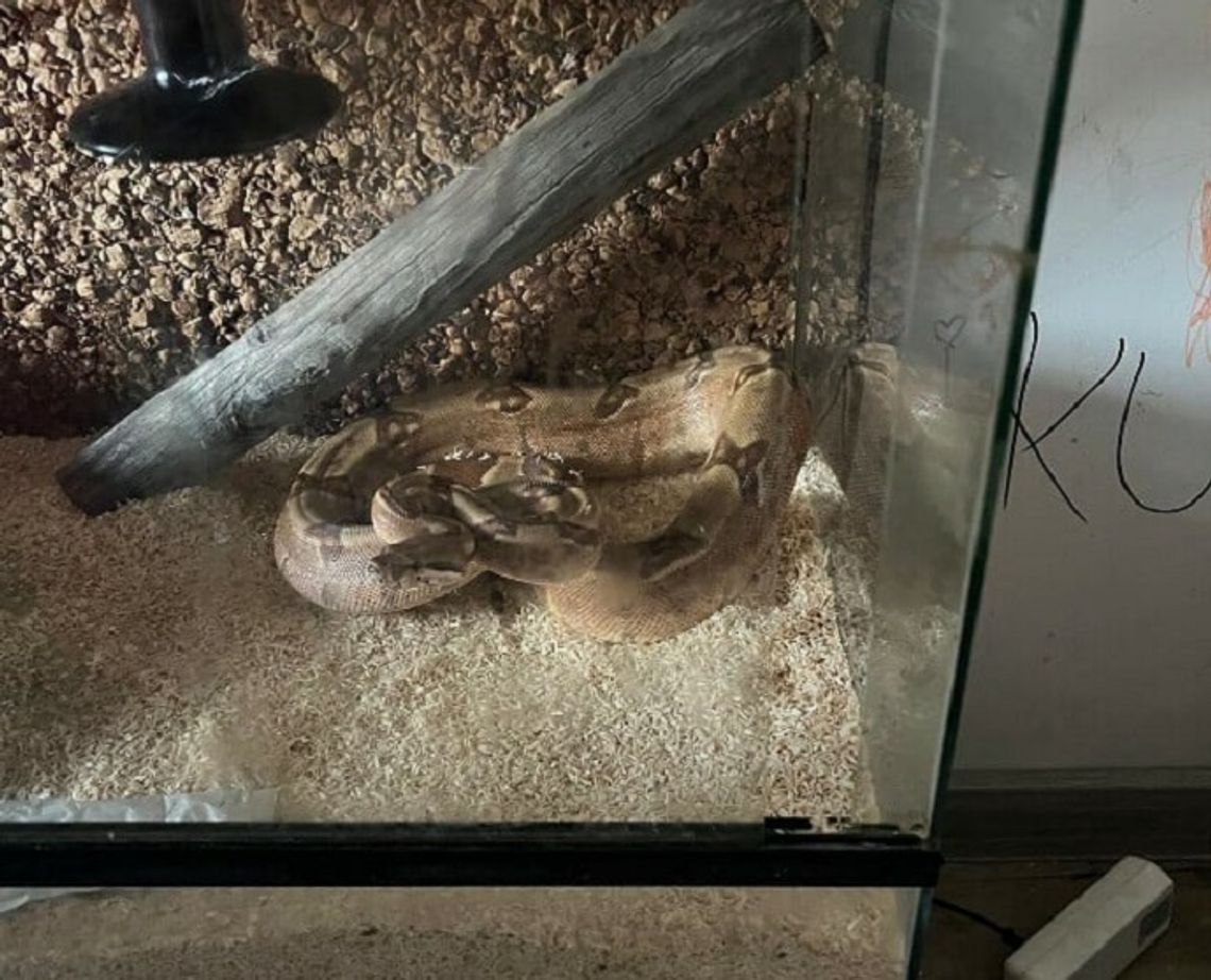 Boa dusiciel opuścił terrarium w centrum Tarnowa. Interweniowali strażacy!
