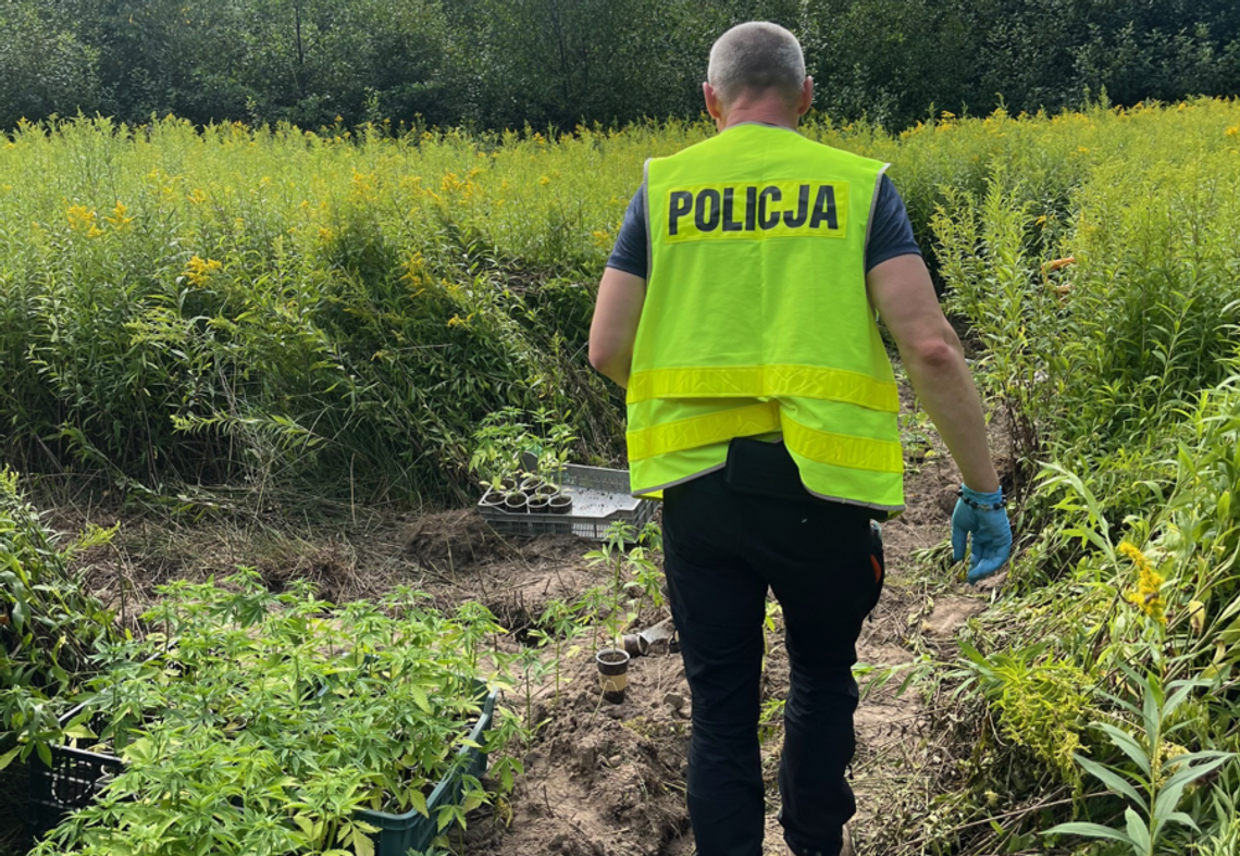 Brzescy kryminalni zlikwidowali plantację konopi indyjskich!
