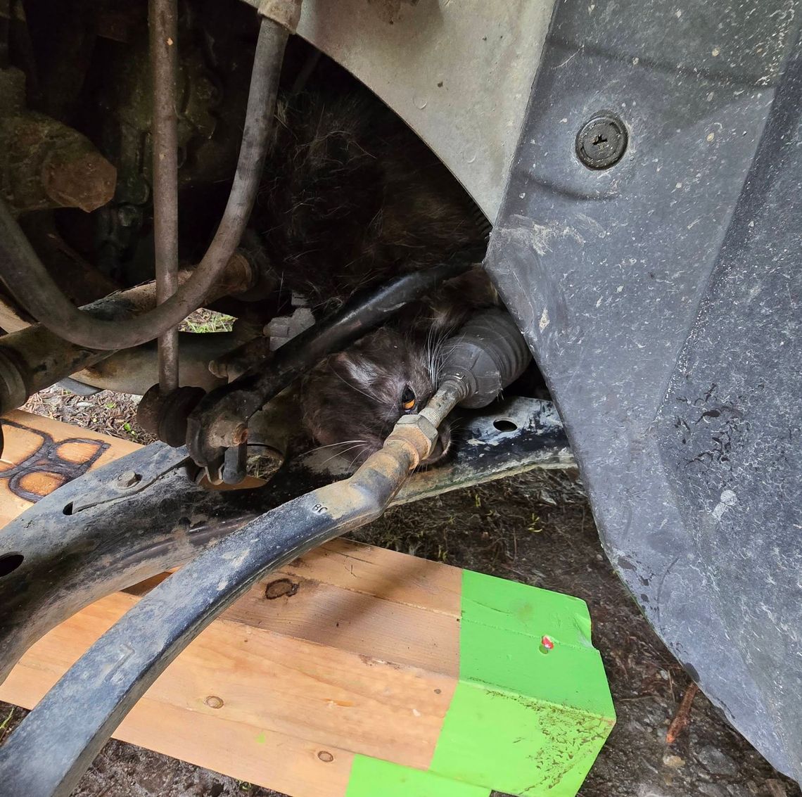 DRAMAT POD MASKĄ! Kot zaklinowany w komorze silnika. Interweniowali strażacy