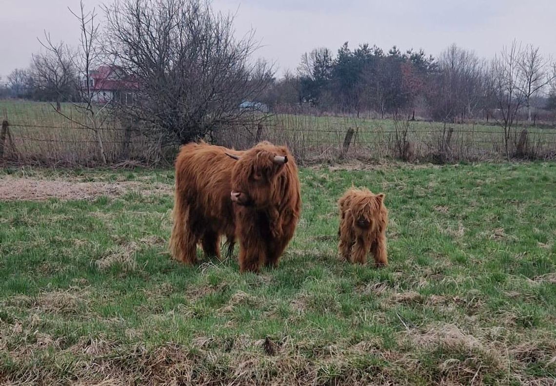 Gosławice. Strażacy wezwani do spłoszonych byków, które biegały po miejscowości