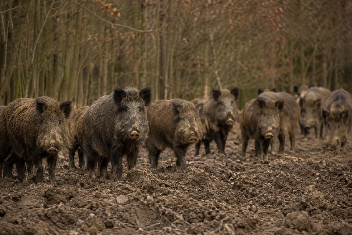 Groźne zdarzenie koło Niepołomic. Kobieta ratowała się ucieczką na drzewo przed dzikami Groźne zdarzenie koło Niepołomic. Kobieta ratowała się ucieczką na drzewo przed dzikami