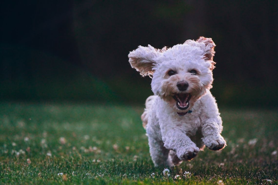 Jak mokra karma Perro wspomaga zdrowie i witalność Twojego pupila?