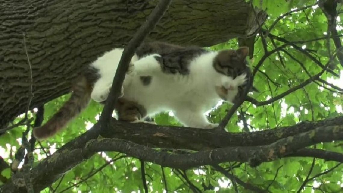 Kot z Bartoszyc od sześciu lat nie zszedł na ziemię, bo woli mieszkać na drzewie