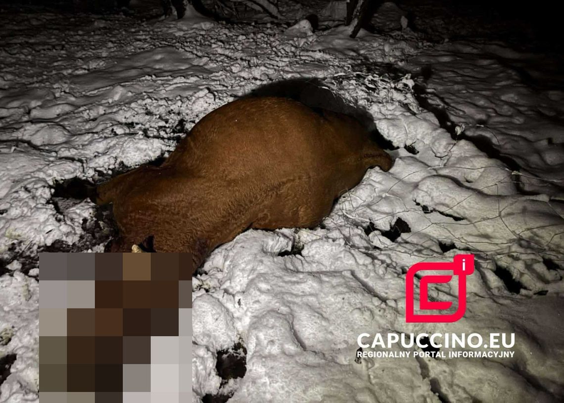 Krowy porażone prądem pod Tarnowem, zginęły na miejscu Krowy porażone prądem pod Tarnowem, zginęły na miejscu