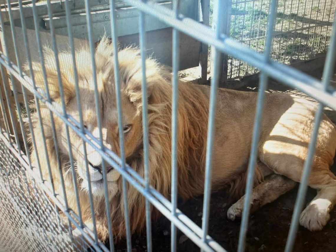 Mieszkaniec Czchowa nielegalnie posiadał i przetrzymywał lwy oraz tygrysa Mieszkaniec Czchowa nielegalnie posiadał i przetrzymywał lwy oraz tygrysa