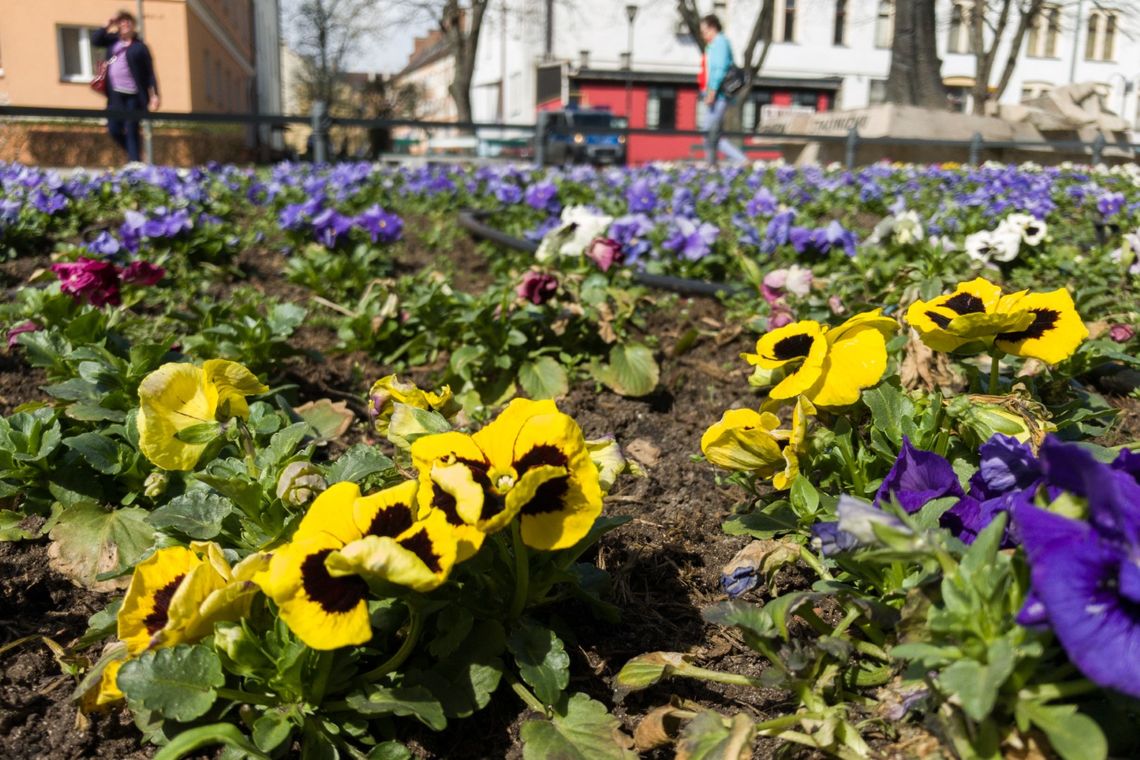 Nadchodzi wiosna w Tarnowie. Miasto posadzi 40 tysięcy kwiatów 