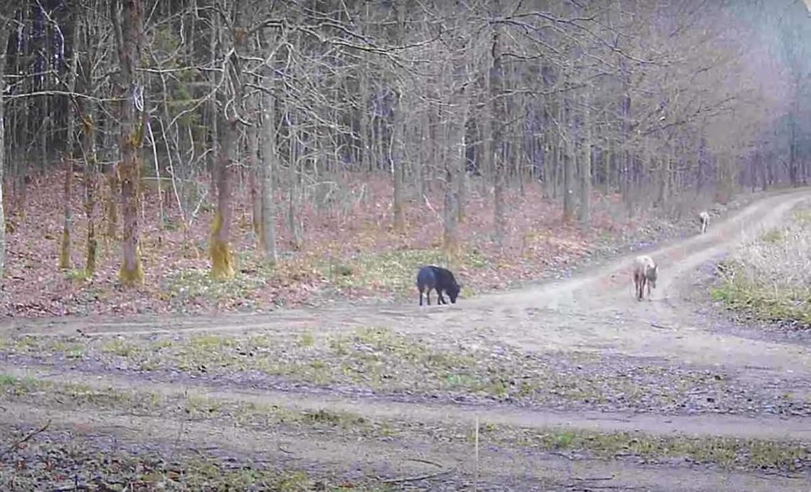 Skrzyżowanie psa z wilkiem? Leśnicy sprawdzą, czym jest czarny odmieniec [VIDEO]