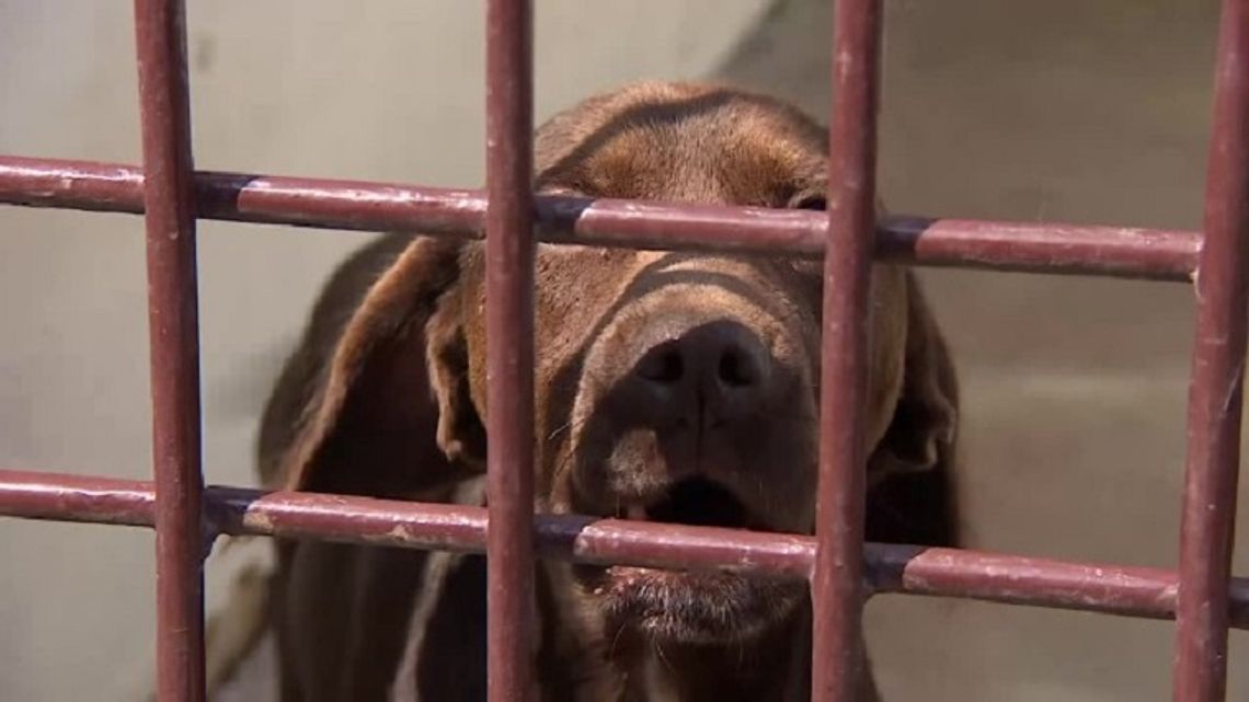 Smutny rekord w krakowskim schronisku. 41 psów zostało oddanych jednego dnia