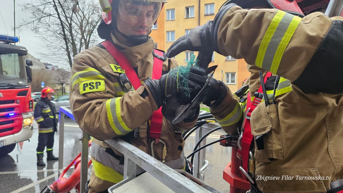 Tarnów. Strażacy uwolnili gołębia zaplątanego w sieć