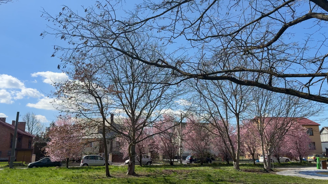 Tarnów walczy z „betonozą”. Miasto zdiagnozuje i wyeliminuje wyspy ciepła Tarnów walczy z „betonozą”. Miasto zdiagnozuje i wyeliminuje wyspy ciepła