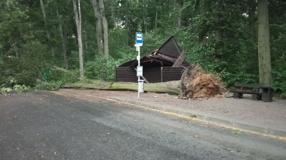 To cud że nikt nie zginął. Drzewo przewróciło się na przystanek w Krakowie