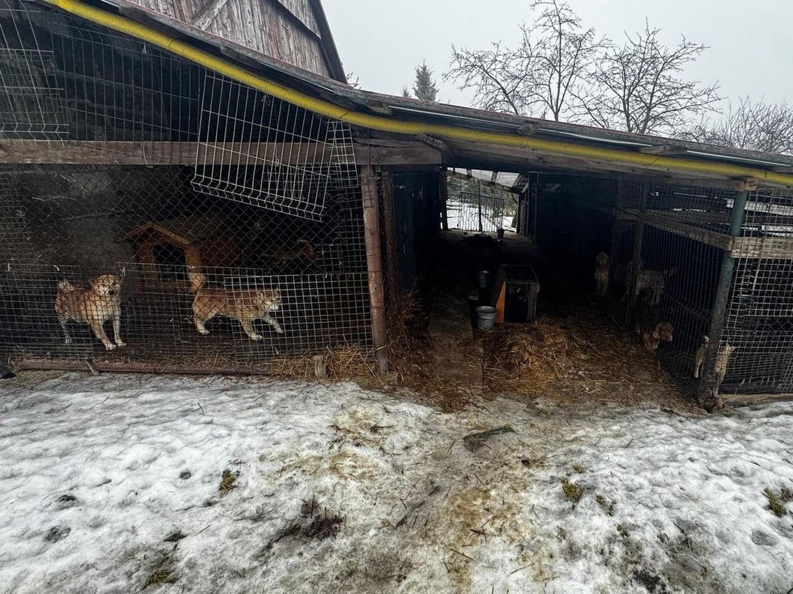 Wieliccy policjanci ujawnili nieprawidłowości w opiece nad zwierzętami