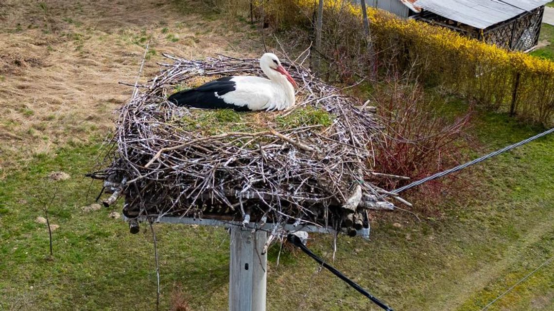Wiosna wraca do Gminy Tarnów. Pojawiły się bociany