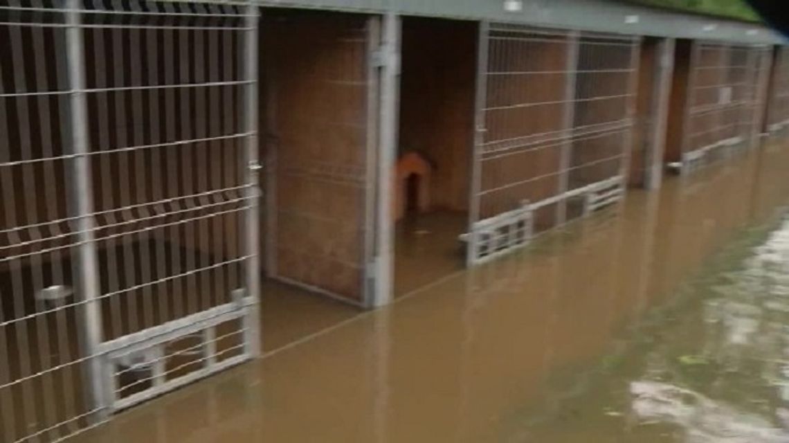 Z zagrożonego zalaniem schroniska dla zwierząt w Wadowicach Dolnych koło Mielca strażacy ewakuowali 55 psów i kota