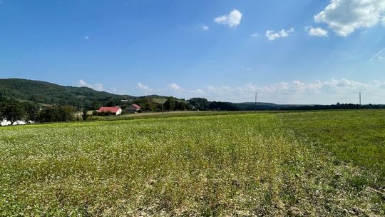 2 Działki budowlane w Czermnej 2 Działki budowlane w Czermnej