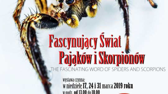 Fascynujący świat pająków i skorpionów