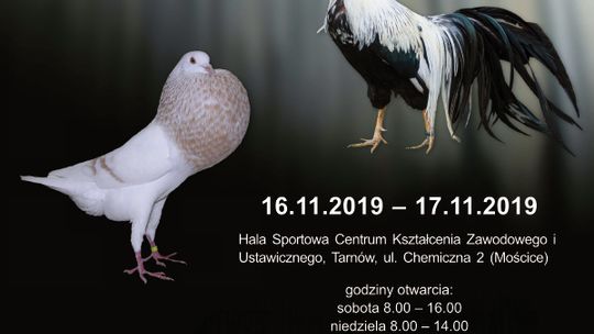 I Wystawa gołębi rasowych, kur ozdobnych i królików hodowlanych w Tarnowie!