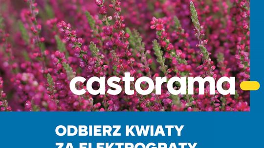 Odbierz kwiaty za elektrograty w Castoramie