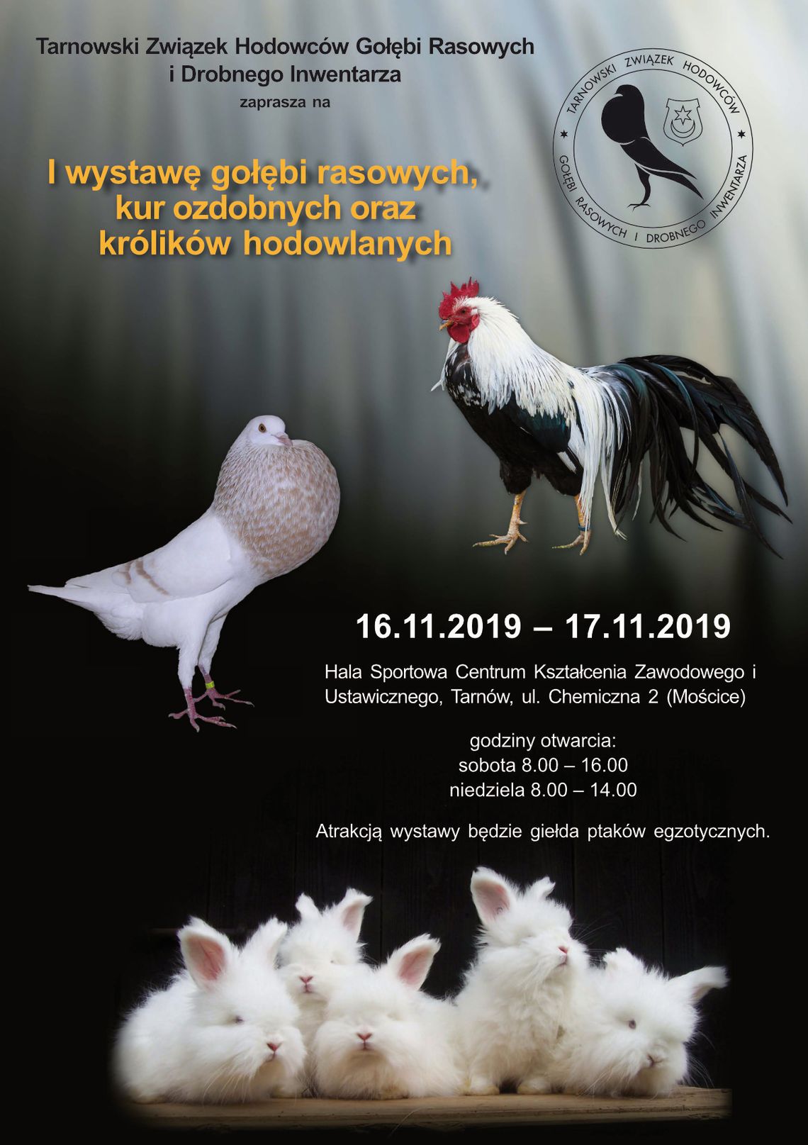 I Wystawa gołębi rasowych, kur ozdobnych i królików hodowlanych w Tarnowie!