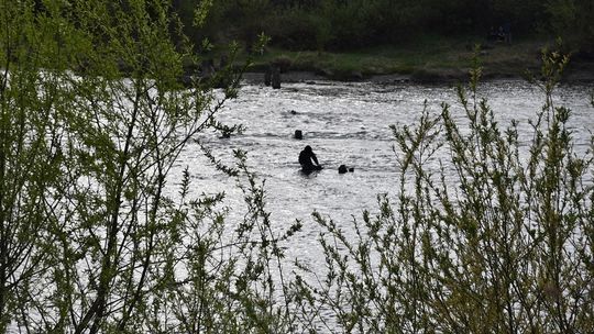 Akcja ratunkowa na Dunajcu. Wędkarza porwała woda [ZDJĘCIA]