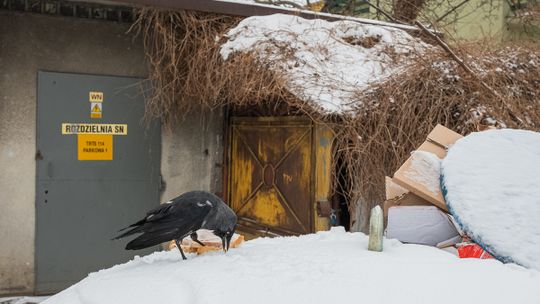 Tarnowskie ptactwo w zimowej scenerii [ZDJĘCIA]