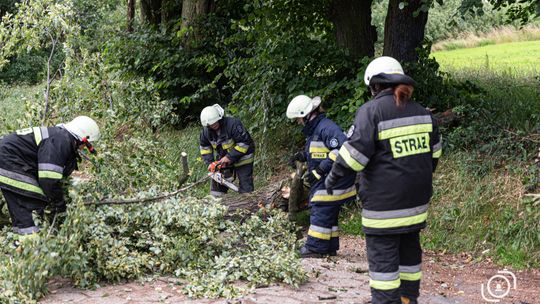 Powalone drzewo w Parku Sanguszków, 11.07.2021 r., ok. 18.15[ZDJĘCIA]