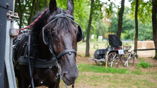 Małopolskie Mistrzostwa w Powożeniu Zaprzęgami Konnymi [zdjęcia]